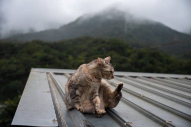 Şirin kedi Houtong kedi Köyü'nde. Tayvan ünlü kedisi nüfus. Ruifang semtinden, New Taipei City, Tayvan bırakarak Pingxi tren hattı boyunca köyüdür.