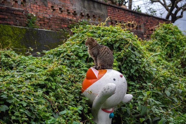 Houtong Taiwán Febrero 2019 Houtong Cat Village Taiwán Famosa Población — Foto de Stock