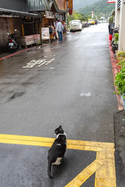 Houtong Taiwán Febrero 2019 Houtong Cat Village Taiwán Famosa Población — Foto de Stock