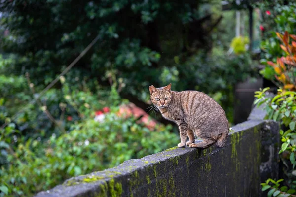 侯トウ猫村猫かわいい 台湾の有名な猫の人口 Ruifang 新台北市 台湾から平渓鉄道線に沿って — ストック写真