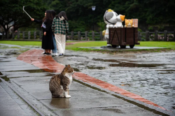 Houtong Taiwan Fevereiro 2019 Houtong Cat Village Taiwan Famosa População — Fotografia de Stock