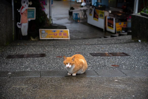 Houtong Taiwan Fevereiro 2019 Houtong Cat Village Taiwan Famosa População — Fotografia de Stock