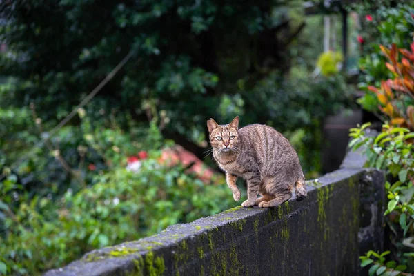 Schattige Kat Houtong Kat Village Bevolking Van Beroemde Kat Van — Stockfoto