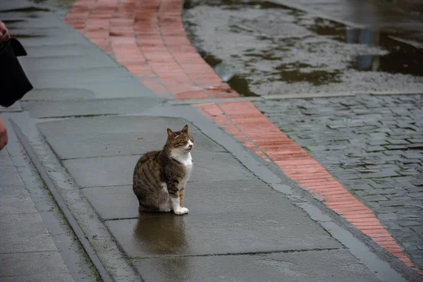 Gato Bonito Houtong Cat Village Taiwan Famosa População Gatos Vila — Fotografia de Stock