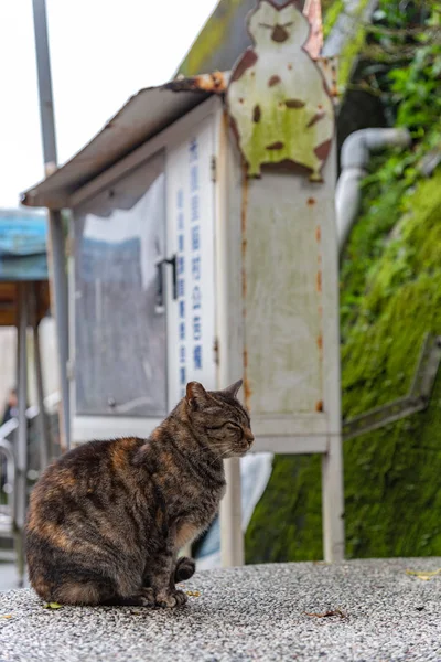 Lindo Gato Houtong Cat Village Taiwán Famosa Población Gatos Pueblo — Foto de Stock