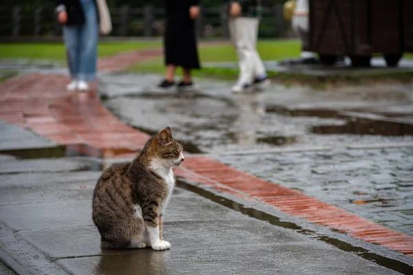 Schattige Kat Houtong Kat Village Bevolking Van Beroemde Kat Van — Stockfoto