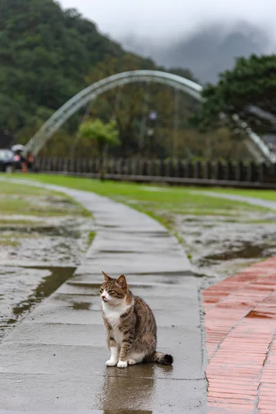 Lindo Gato Houtong Cat Village Taiwán Famosa Población Gatos Pueblo — Foto de Stock