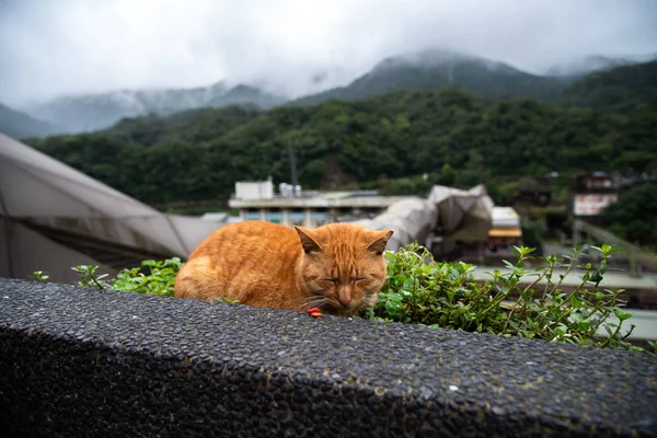 Ładny Kot Houtong Cat Village Kanadyjski Słynny Kot Zaludnienie Wieś — Zdjęcie stockowe