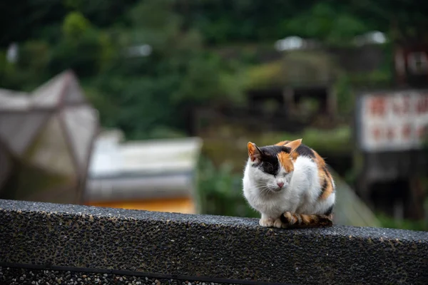 Schattige Kat Houtong Kat Village Bevolking Van Beroemde Kat Van — Stockfoto