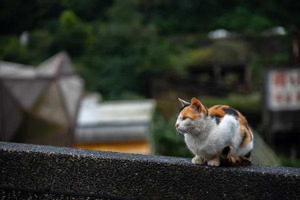Gato Bonito Houtong Cat Village Taiwan Famosa População Gatos Vila — Fotografia de Stock