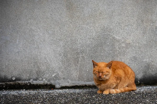 Gato Bonito Houtong Cat Village Taiwan Famosa População Gatos Vila — Fotografia de Stock