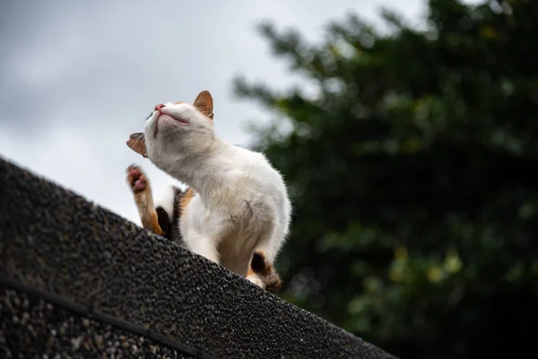 Симпатичный Кот Houtong Cat Village Тайваньские Кошки Деревня Находится Вдоль — стоковое фото