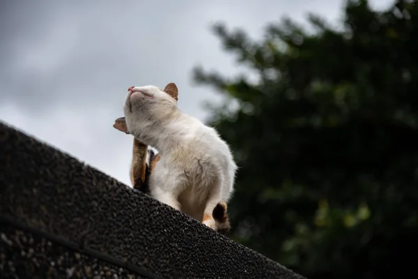 Симпатичный Кот Houtong Cat Village Тайваньские Кошки Деревня Находится Вдоль — стоковое фото