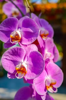 Kartpostal güzellik ve tarım fikir konsept tasarımı için ilkbahar da bahçede Phalaenopsis Orkide çiçek.