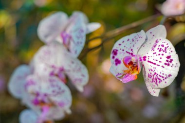 Kartpostal güzellik ve tarım fikir konsept tasarımı için ilkbahar da bahçede Phalaenopsis Orkide çiçek.