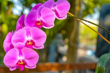 Kartpostal güzellik ve tarım fikir konsept tasarımı için ilkbahar da bahçede Phalaenopsis Orkide çiçek.