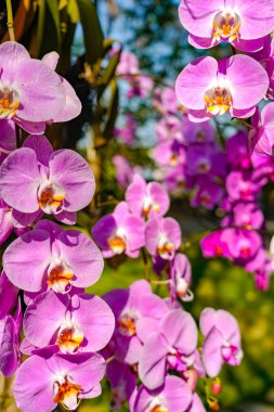 Kartpostal güzellik ve tarım fikir konsept tasarımı için ilkbahar da bahçede Phalaenopsis Orkide çiçek.