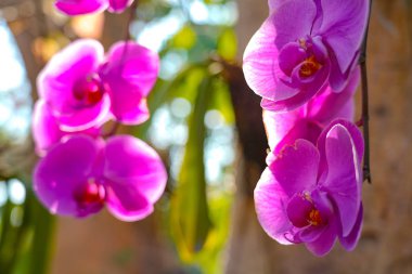 Kartpostal güzellik ve tarım fikir konsept tasarımı için ilkbahar da bahçede Phalaenopsis Orkide çiçek.