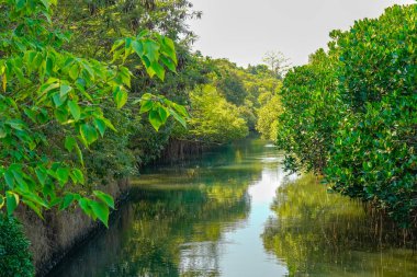 Sicao Yeşil Tünel Ekolojik park. Tainan, Tayvan.