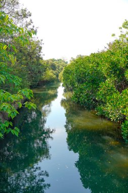 Sicao Yeşil Tünel Ekolojik park. Tainan, Tayvan.