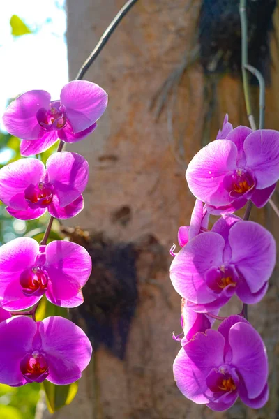 Flor Orquídea Phalaenopsis Jardim Dia Mola Para Beleza Cartão Postal — Fotografia de Stock