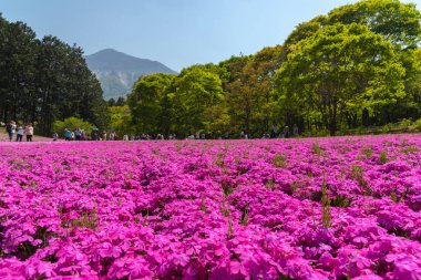 Saitama, Japonya - Nis 21, 2018: Hitsujiyama Park'ta Pembe yosun (Shibazakura, Phlox subulata) çiçeği nin görünümü. Chichibu şehir, Saitama, Japonya'da ünlü bir turizm Shibazakura festivali.