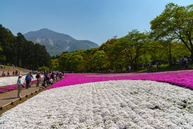 Saitama, Japonya - Nis 21, 2018: Hitsujiyama Park'ta Pembe yosun (Shibazakura, Phlox subulata) çiçeği nin görünümü. Chichibu şehir, Saitama, Japonya'da ünlü bir turizm Shibazakura festivali.