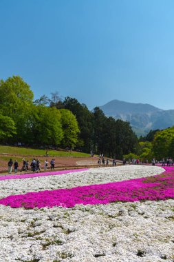 Saitama, Japonya - Nis 21, 2018: Hitsujiyama Park'ta Pembe yosun (Shibazakura, Phlox subulata) çiçeği nin görünümü. Chichibu şehir, Saitama, Japonya'da ünlü bir turizm Shibazakura festivali.