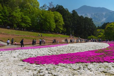 Saitama, Japonya - Nis 21, 2018: Hitsujiyama Park'ta Pembe yosun (Shibazakura, Phlox subulata) çiçeği nin görünümü. Chichibu şehir, Saitama, Japonya'da ünlü bir turizm Shibazakura festivali.