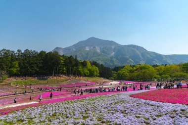 Saitama, Japonya - Nis 21, 2018: Hitsujiyama Park'ta Pembe yosun (Shibazakura, Phlox subulata) çiçeği nin görünümü. Chichibu şehir, Saitama, Japonya'da ünlü bir turizm Shibazakura festivali.