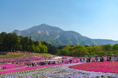 Saitama, Japonya - Nis 21, 2018: Hitsujiyama Park'ta Pembe yosun (Shibazakura, Phlox subulata) çiçeği nin görünümü. Chichibu şehir, Saitama, Japonya'da ünlü bir turizm Shibazakura festivali.