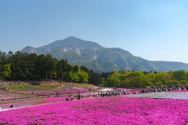 Saitama, Japonya - Nis 21, 2018: Hitsujiyama Park'ta Pembe yosun (Shibazakura, Phlox subulata) çiçeği nin görünümü. Chichibu şehir, Saitama, Japonya'da ünlü bir turizm Shibazakura festivali.