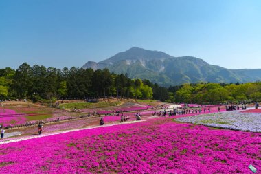 Saitama, Japonya - Nis 21, 2018: Hitsujiyama Park'ta Pembe yosun (Shibazakura, Phlox subulata) çiçeği nin görünümü. Chichibu şehir, Saitama, Japonya'da ünlü bir turizm Shibazakura festivali.