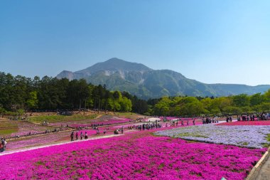Saitama, Japonya - Nis 21, 2018: Hitsujiyama Park'ta Pembe yosun (Shibazakura, Phlox subulata) çiçeği nin görünümü. Chichibu şehir, Saitama, Japonya'da ünlü bir turizm Shibazakura festivali.