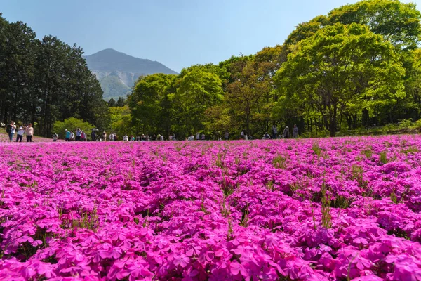 Saitama Japonia Kwi 2018 Widok Różowy Mech Shibazakura Phlox Subulata — Zdjęcie stockowe