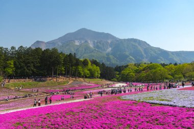 Saitama, Japonya - Nis 21, 2018: Hitsujiyama Park'ta Pembe yosun (Shibazakura, Phlox subulata) çiçeği nin görünümü. Chichibu şehir, Saitama, Japonya'da ünlü bir turizm Shibazakura festivali.