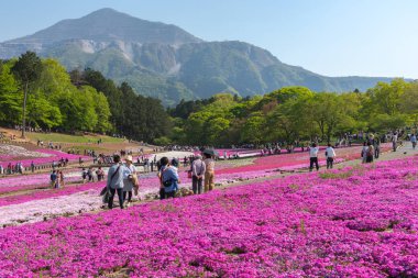 Saitama, Japonya - Nis 21, 2018: Hitsujiyama Park'ta Pembe yosun (Shibazakura, Phlox subulata) çiçeği nin görünümü. Chichibu şehir, Saitama, Japonya'da ünlü bir turizm Shibazakura festivali.
