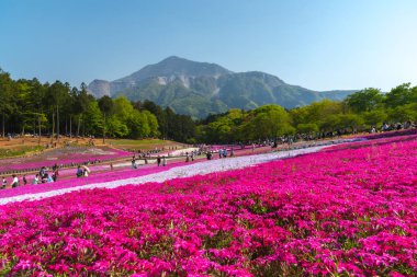 Saitama, Japonya - Nis 21, 2018: Hitsujiyama Park'ta Pembe yosun (Shibazakura, Phlox subulata) çiçeği nin görünümü. Chichibu şehir, Saitama, Japonya'da ünlü bir turizm Shibazakura festivali.