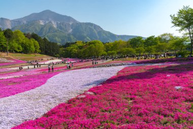 Saitama, Japonya - Nis 21, 2018: Hitsujiyama Park'ta Pembe yosun (Shibazakura, Phlox subulata) çiçeği nin görünümü. Chichibu şehir, Saitama, Japonya'da ünlü bir turizm Shibazakura festivali.