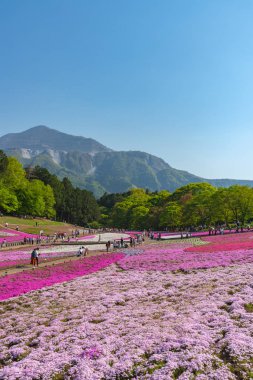 Saitama, Japonya - Nis 21, 2018: Hitsujiyama Park'ta Pembe yosun (Shibazakura, Phlox subulata) çiçeği nin görünümü. Chichibu şehir, Saitama, Japonya'da ünlü bir turizm Shibazakura festivali.