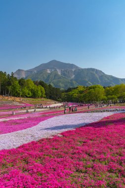 Saitama, Japonya - Nis 21, 2018: Hitsujiyama Park'ta Pembe yosun (Shibazakura, Phlox subulata) çiçeği nin görünümü. Chichibu şehir, Saitama, Japonya'da ünlü bir turizm Shibazakura festivali.