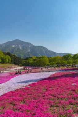Saitama, Japonya - Nis 21, 2018: Hitsujiyama Park'ta Pembe yosun (Shibazakura, Phlox subulata) çiçeği nin görünümü. Chichibu şehir, Saitama, Japonya'da ünlü bir turizm Shibazakura festivali.