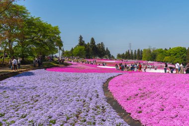 Saitama, Japonya - Nis 21, 2018: Hitsujiyama Park'ta Pembe yosun (Shibazakura, Phlox subulata) çiçeği nin görünümü. Chichibu şehir, Saitama, Japonya'da ünlü bir turizm Shibazakura festivali.
