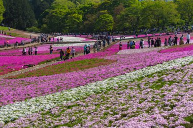 Saitama, Japonya - Nis 21, 2018: Hitsujiyama Park'ta Pembe yosun (Shibazakura, Phlox subulata) çiçeği nin görünümü. Chichibu şehir, Saitama, Japonya'da ünlü bir turizm Shibazakura festivali.