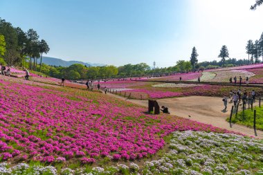 Saitama, Japonya - Nis 21, 2018: Hitsujiyama Park'ta Pembe yosun (Shibazakura, Phlox subulata) çiçeği nin görünümü. Chichibu şehir, Saitama, Japonya'da ünlü bir turizm Shibazakura festivali.