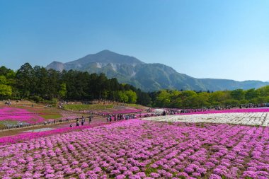 Saitama, Japonya - Nis 21, 2018: Hitsujiyama Park'ta Pembe yosun (Shibazakura, Phlox subulata) çiçeği nin görünümü. Chichibu şehir, Saitama, Japonya'da ünlü bir turizm Shibazakura festivali.