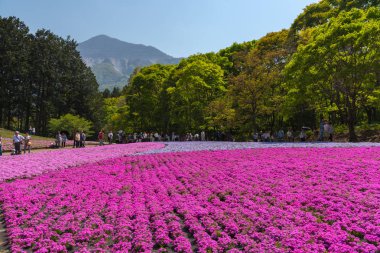 Saitama, Japonya - Nis 21, 2018: Hitsujiyama Park'ta Pembe yosun (Shibazakura, Phlox subulata) çiçeği nin görünümü. Chichibu şehir, Saitama, Japonya'da ünlü bir turizm Shibazakura festivali.