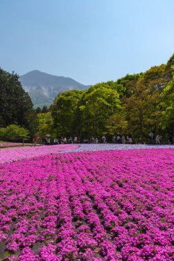 Saitama, Japonya - Nis 21, 2018: Hitsujiyama Park'ta Pembe yosun (Shibazakura, Phlox subulata) çiçeği nin görünümü. Chichibu şehir, Saitama, Japonya'da ünlü bir turizm Shibazakura festivali.