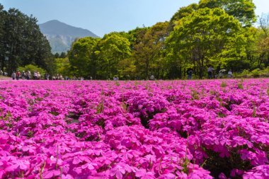Renkli Shiba Sakura Manzara ( Phlox Subulata, Pembe yosun ) Arka planda Mount Buko ile Hitsujiyama Park'ta Bahar Çiçeği, Chichibu şehir, Saitama Prefecture, Japonya