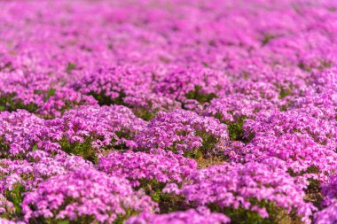 yakın çekim küçük narin pembe beyaz yosun (Shibazakura, Phlox subulata) çiçekler güneşli bahar gününde Zemin üzerinde tam çiçeklenme. Hitsujiyama Park'ta Shibazakura festivali, Chichibu city, Saitama, Japonya